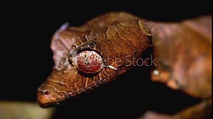 Satanic Leaf-tailed Gecko (Uroplatus phantasticus) cleaning eye in Ranomafana rain forest in eastern Madagascar. Red eyes and horns above eyes earn this supremely camouflaged lizard its devilish name.