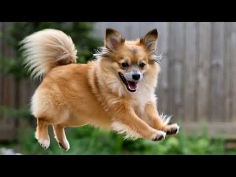Dogs Running Compilation 🐶 |Cute Dog Videos in Slow Motion
