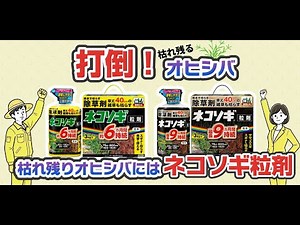 枯れないオヒシバ対策、ネコソギ粒剤がお勧めな理由