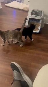 1.8K views · 890 reactions | Three months ago, Blaze found herself in quite a predicament where she fell 15 feet down a fireplace and was heard screming behind a cement wall. I am excited to announce that Blaze, along with her sister, Peaches, were both adopted to a wonderful family through the Catpurrccinos Cat Cafe .  #HappyTailsAhead | John Debacker | Facebook