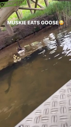 Muskie Nation on Instagram: "MUSKIE EATS GOOSE😳 In the spring, young ducklings and goslings have been observed being snatched up by muskies, northern pike, bass, and even large catfish. As the duckling grows, the number of predators capable of swallowing it decreases. By late summer, only large muskies and northern pike pose a threat from below. #pikenation #muskienation"