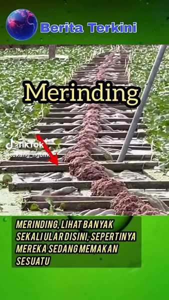 ngeri.#tukangngulik