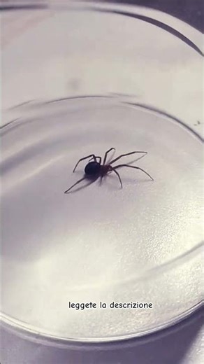 Steatoda o Falsa vedova nera