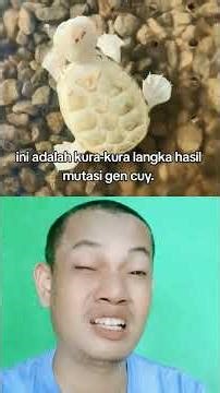 What kind of turtle is this, bro? Is it edible? #honchaofficial