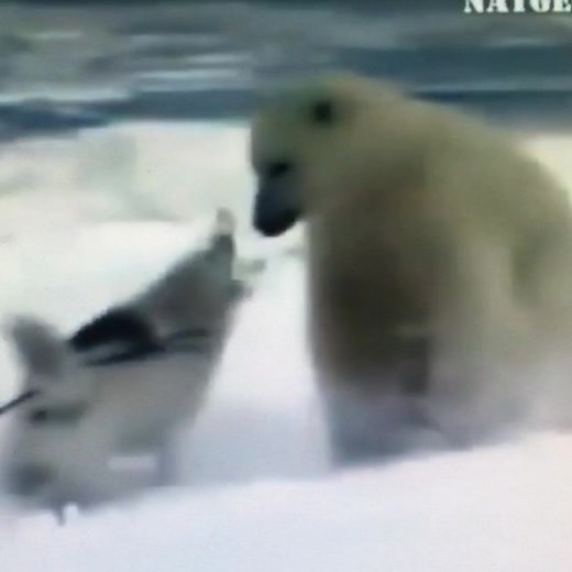 This is unreal 😱 wow that dog plays no games hungry bear got turned away quick 😳 bruh that’s a BEAR 😨 #ddk9 #fyp #foryou #foryoupage #foryoupage #bear #crazy #wildlife #wild