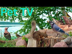 SQUIRRELS & BIRDS BY THE LAKE 🐿️ 8 Hours of Cat TV • Dog TV for Cats, Dogs and People