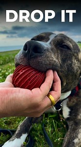 Does your dog “drop it” when you ask them to? | Zak George