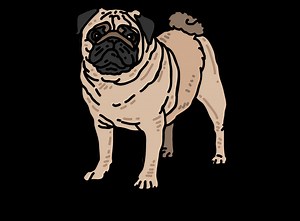 Pug Dog Price in India | Feeding Cost | Latest Updated