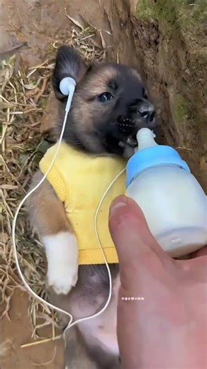 baby dog feeding❤️#CuteDog#PuppyLove#AnimeDog#DogShorts#CuteReels#AnimalLove#ShortsViral#DogFeeding