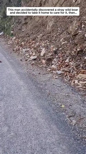 Rescuing a Stray Wild Boar: A Heartwarming Journey