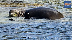 Monk seal pup to be relocated after weaning | Maui Now