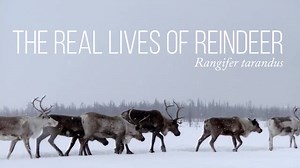 What do you know about the real lives of reindeer? #reindeer #caribou #rudolf #christmas #santa #climatechange #happyholidays | Center for Biological Diversity