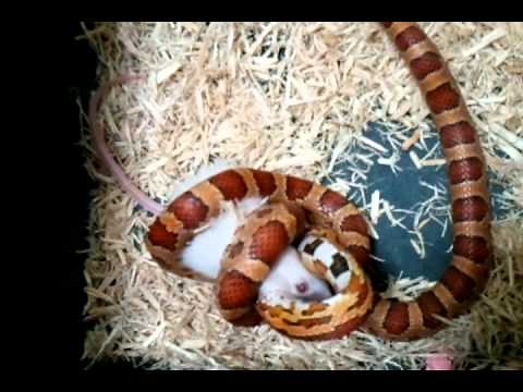 Corn Snake constricting, killing and eating an adult mouse. (eye almost pops out)