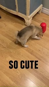 🐾🩵Timber is quite the clever little fellow and has learned how to retrieve his food. You can hear him making quite a racket until he finally gets his meal. 🥰 If you are interested in adopting Timber, complete an adoption application today! https://animalguardian.org//html_forms/adoption.html #puppiesforadoptionnearme #adoptdontshop #puppiesforadoption #lookingforfureverhome #rescueanimals #dogsforadoption #adoptmepets #durhamregion | The Animal Guardian Society (TAGS)