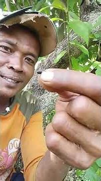 how to select a queen bee for farming #bee #honeybeesting #honeyharvest