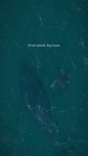 We put the drone up to see the beauty of a humpback whale mum and its calf breaching. These whale calves learn to move by trial and repetition, practicing small up-and-down swims while staying close to their mother’s wake to save energy. In their first weeks, they use very soft contact calls that stay quieter than the surrounding ocean noise, likely as a way to avoid drawing attention from predators or competing escorts. The rich, fatty milk from the mother helps the calf develop quickly, with e
