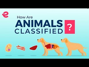 Classification of animals Video Lecture - NEET