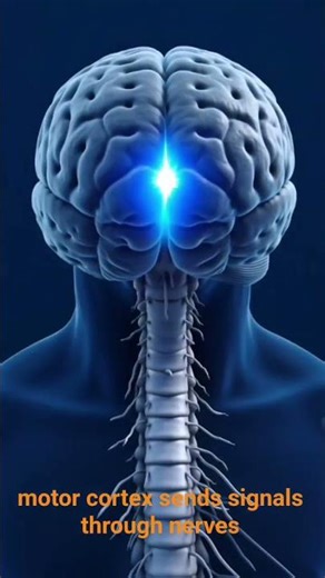 The Human Brain system 🧠. how to working Brain 🧠#brain #healthy #youtubeshorts #health