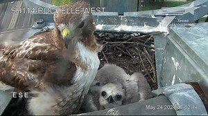 Baby hawk nesting on North Texas highway camera is almost ready to take the leap of faith