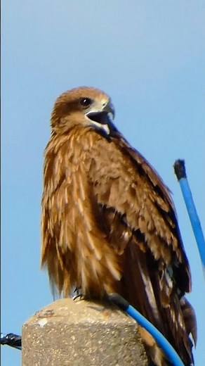 寂しそうなトンビの鳴き声 #鳥 #トンビ #鳶 #猛禽類
