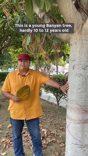 87K views · 3K reactions | Don't cut roots hanging from the Banyan tree. #banyan #banyantree #treesofindia #treecare #arborist #peepalbabasays | Peepal Baba | Facebook