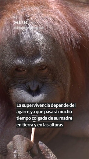 ¡Qué monada! Nace en Fuengirola un cría de orangután de Borneo, una especie en peligro de extinción