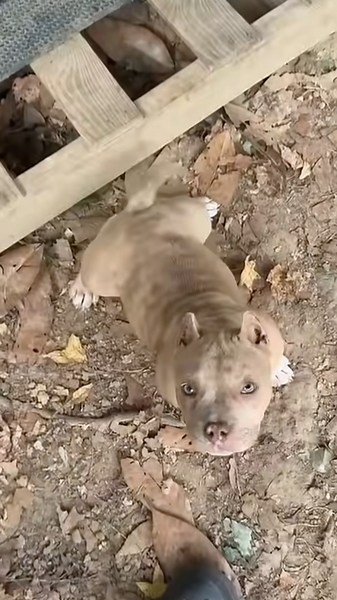 Hard headed Bully Pup😂😭#1millionviews #americanbully #like #subscribe #comment