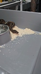 657K views · 1.1K reactions | ☠️☠️☠️ #royalpythons #ballpythonlove #beardeddragon #reptilebreeder #snek #morph #leopardgecko #petsnake #herpetology #animal #morphs #cornsnake #snakelove #reptilelove #livingart #ballpythonofinstagram #snakelovers #reptilesofinsta #serpent #ballpythonsnake #nature #ballpythonlover #babyballpython #snakesofinsta #crestedgecko #ballpythonmorphsofinstagram | Xclusive ball pythons | Facebook