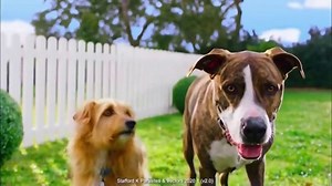 Elanco Companion Animal Health Interceptor Plus TV Spot, 'Dog Parks and Worms'