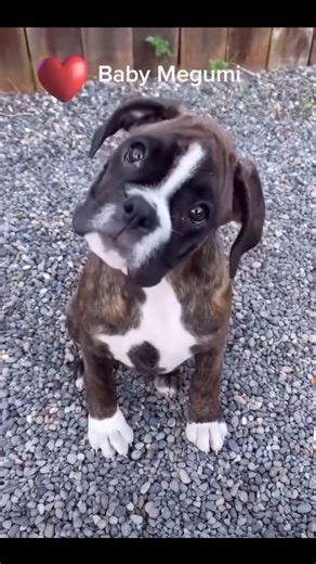 317K views · 15K reactions | Baby Megumi share dogs love | Boxer Madness | Facebook
