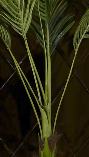 From Classroom to Castle: Ayomide and Hossana’s Regal Renaissance In the bustling halls of a prestigious Academy, Hossana, with her beauty, brilliance, grace and charisma catches the eye of Ayomide, a man of intellect, poise, charm, and calmness. Their paths intertwine amidst lectures and library sessions, igniting a spark that defies the confines of academia. As they navigate the corridors of knowledge and career together. Hossana and Ayomide’s love story blossoms. From stolen glances in the le