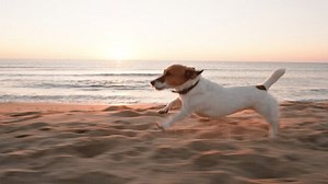 Active Dog Jack Russell Terrier Runs Stock Footage Video (100% Royalty-free) 3640401615 | Shutterstock