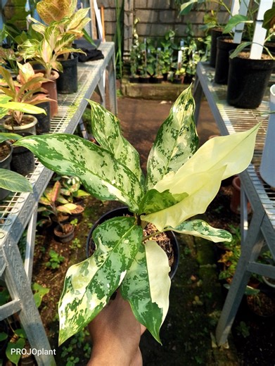 Aglaonema Commutatum Albo Variegated Native and Artificial Plants - Etsy
