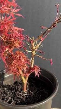 Japanese Maples Why are my trees dying Leaf drop