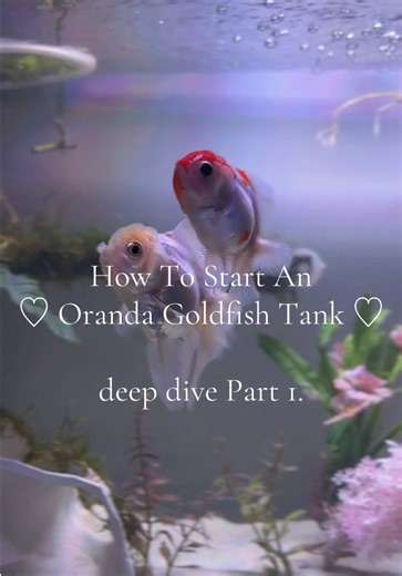 How to Start an Oranda Goldfish Tank: Essential Tips