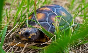 Red-Footed Tortoise: Everything You Need to Know - Everything Reptiles
