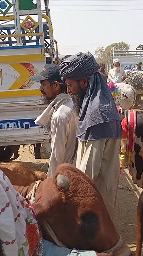 7.4K views · 97 reactions | Wednesday Update Shahpurkanjra 80 K Bakra...