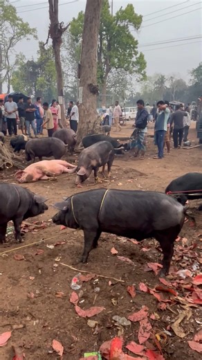 Big fat racing pigs | racing pigs 🐗 #pig #inbersibanivlogs #farming #viral #ytshorts #shorts