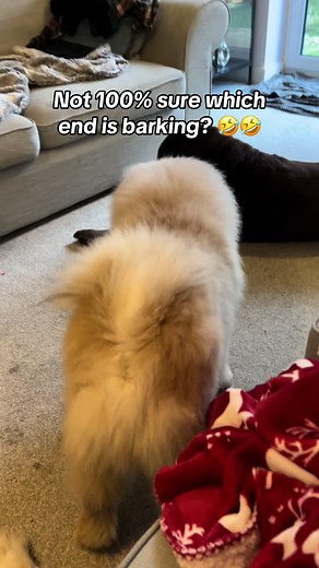 Hilarious Chow Chow Barking Video: Which End is Barking? 😂