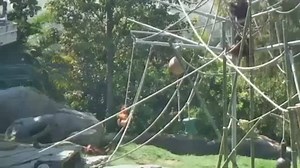 33K views · 1.6K reactions | Brighten your afternoon with some playful apes. | San Diego Zoo | Facebook