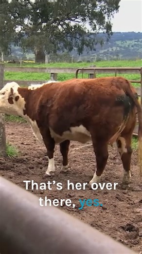 Vet uses chains to pull out calf during emergency birth 🐄 | Bondi Vet