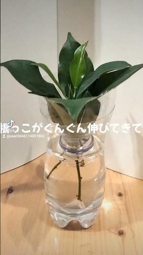 ガジュマルを挿し木して水耕栽培＃ガジュマル＃水耕栽培＃水耕栽培＃のほほん日和