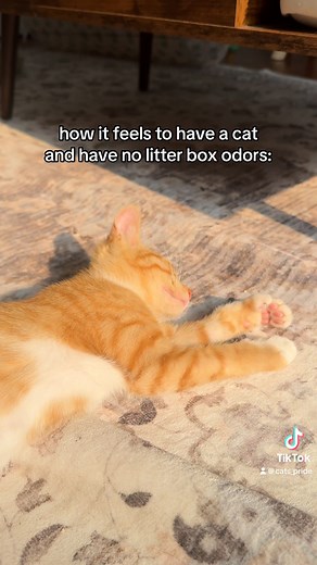 There's nothing more stressful than worrying about your litter box odors taking over the space! Cat's Pride Antibacterial litter destroys 99.9% of odor-causing bacteria, so you can be as stress-free as your cat on a lazy afternoon. Plus, it's 40% lighter than traditional scoopable litter, so litter box care is a piece of cake! Order a jug on Amazon, Chewy, or Walmart and let us know what you think! https://catspride.com/our-products/lightweight-antibacterial/ 🎥 dupephotos (Alyssa Sumption) #cat