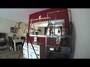 4K UHD - Parakeets baby budgies in our room (Long version)