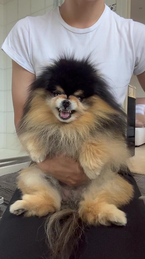 12M views · 285K reactions | How to trim dog paws  #pomeranian #fluffydog #fluffy #dog | Mocha Pom | Facebook