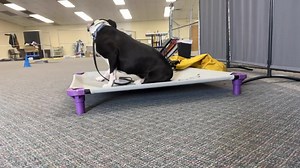 5.7K views · 213 reactions | ✨TIME-LAPSE✨ Bubba settles on place for an hour and a half while other trainers work dogs around him. | The Dog Wizard | Facebook