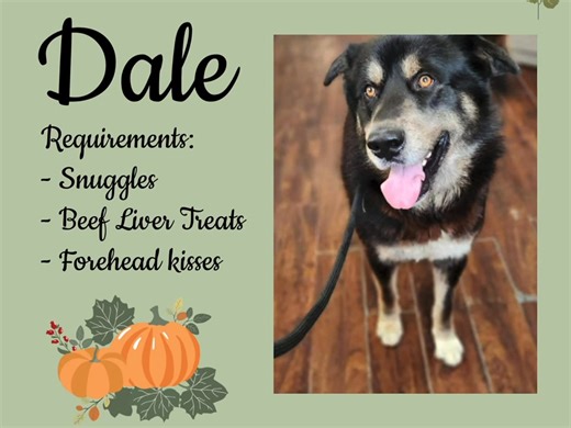 This happy boy came all the way from Labrador! A Labrador Special ; Husky mix. 41 kg = 90 lb. A year and a half old. With big brown eyes to melt anybody’s heart. He is a very relaxed pup. He loves to lean in and snuggle into you while you rub him. Enjoys being brushed and belly rubs. Absolutely loves squeaky toys, although he’s very confused at where the sound comes from. Some Basic leash training and some manners would do him wonders! He really likes treats so training should be a breeze! He’s 