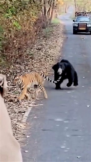 Deadly Encounter | Tiger Vs Sloth Bear #tiger #bear #wildlife