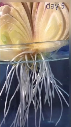 onion in water time lapse, growing for 10 days