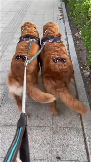 Wait... Did the Simulation just Lag? 🐕⚠️ (Sync Error?) #shorts